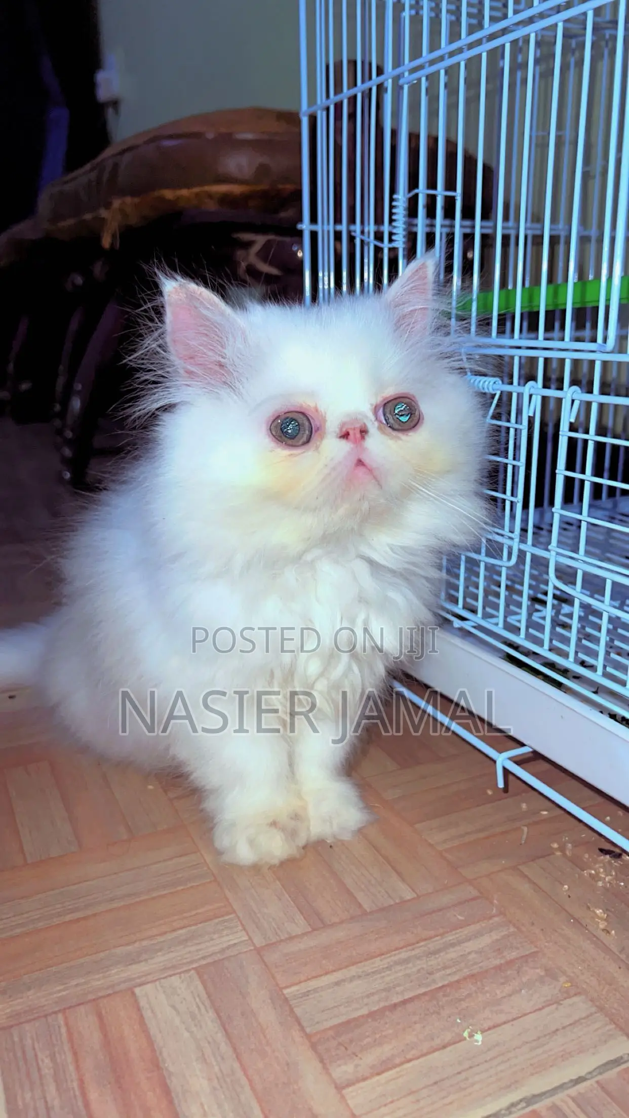 1-3 months Male Purebred Persian