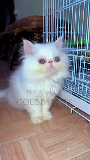 1-3 months Male Purebred Persian