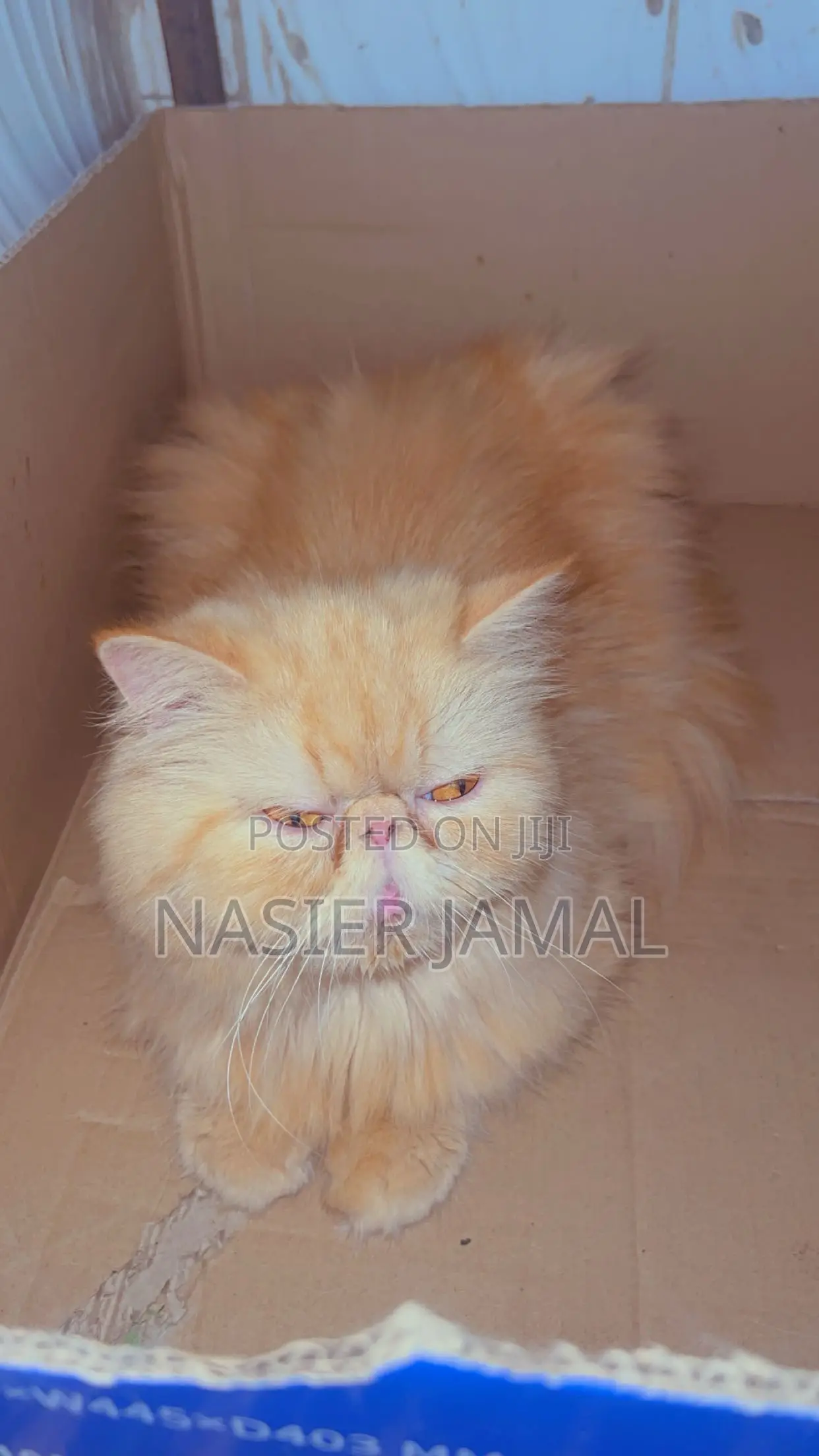 1+ year Female Purebred Persian