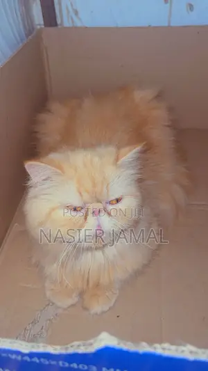 1+ year Female Purebred Persian