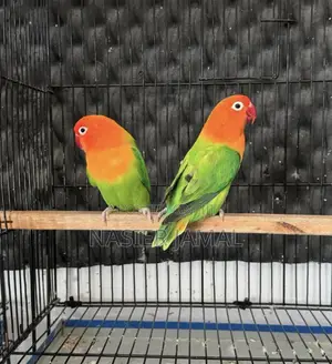 Lovebirds Available