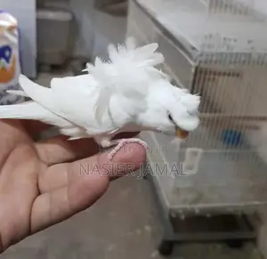 Flower Budgies 15k Pair