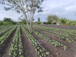 1 & 2-Acre Land Parcels for Sale next to Sintoiya Lodge overlooking
