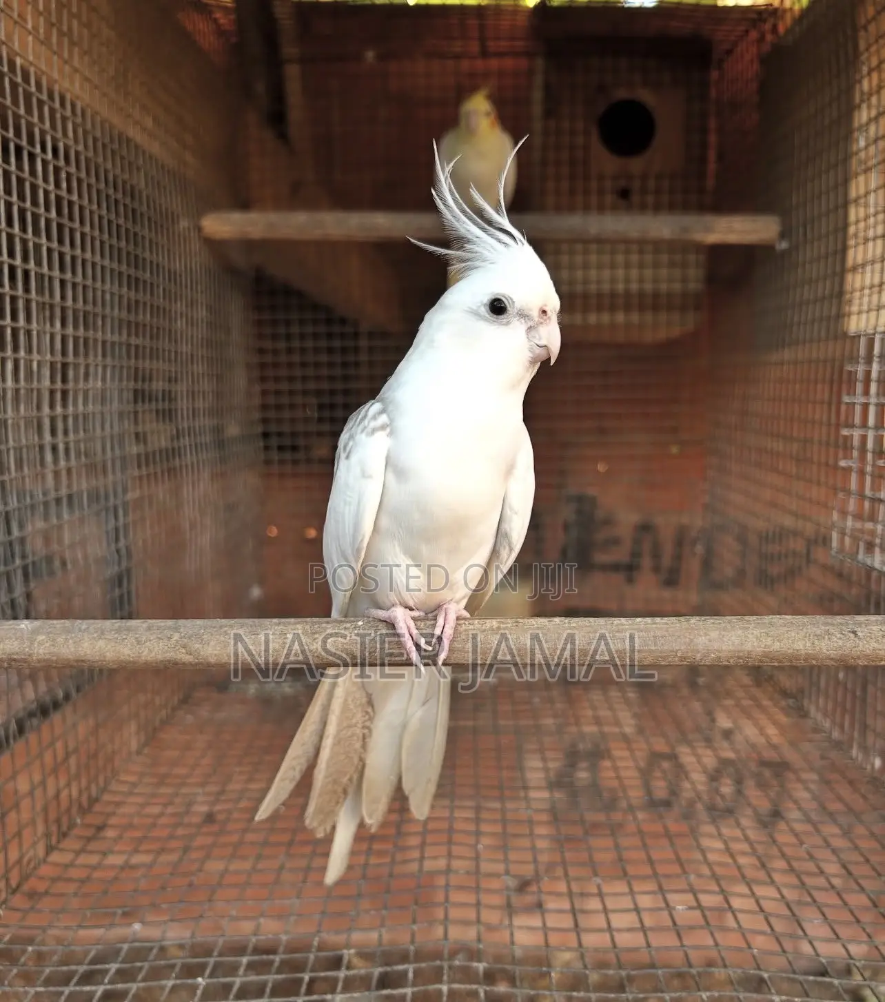 Cockatiels Available 13k Healthy