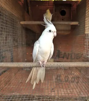 Cockatiels Available 13k Healthy