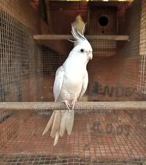 Cockatiels Available 13k Healthy
