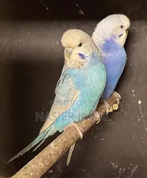 Budgies Available at 6k Pair