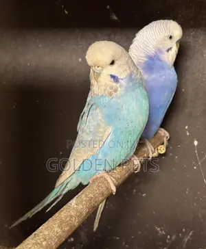 Budgies Available at 6k Pair