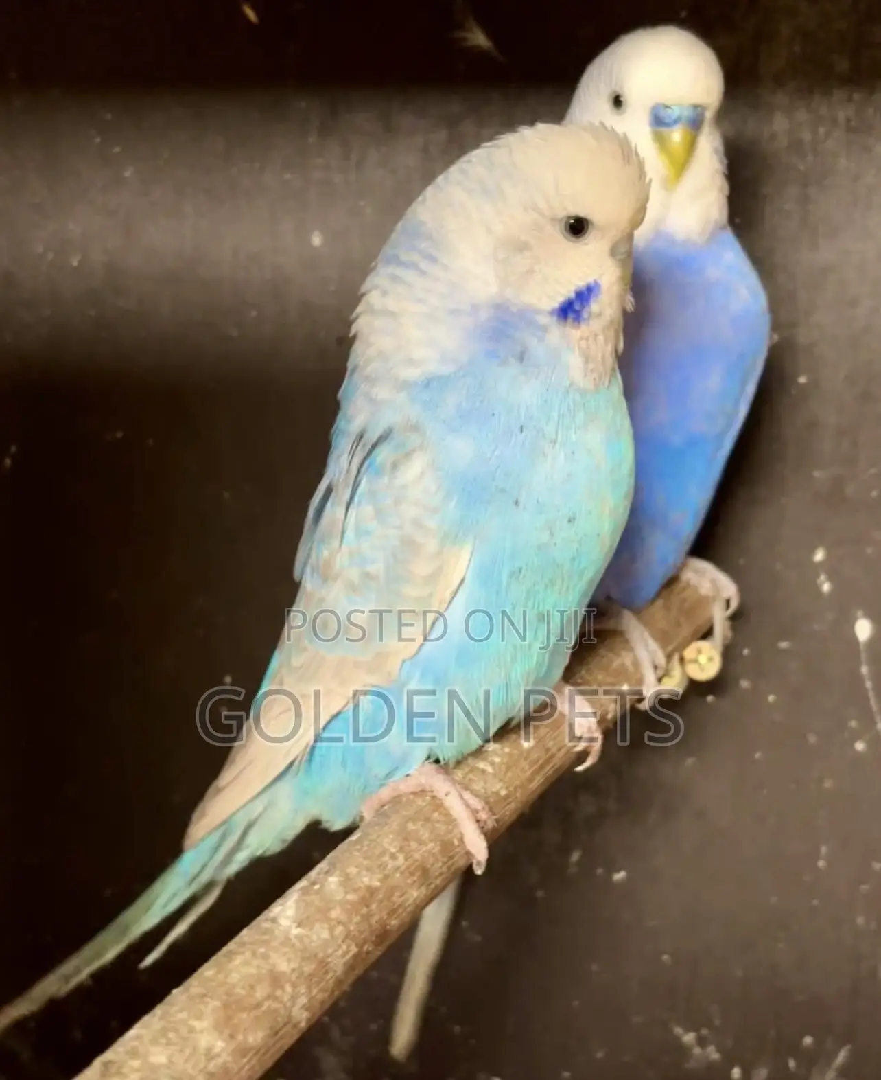Colorful Healthy Budgies