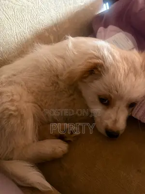1-3 months Female Mixed Breed Maltese