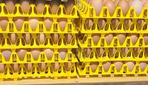 Quality Eggs
