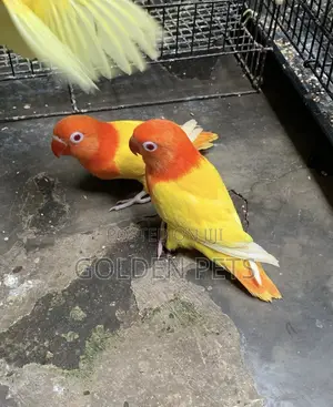Lovebirds Available at 15k Pair
