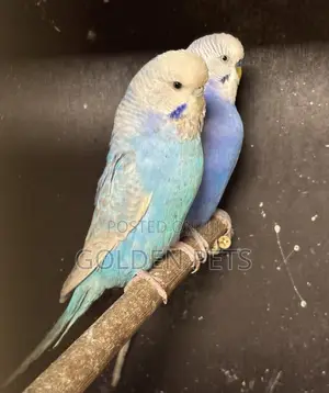 Budgies Available at 3500