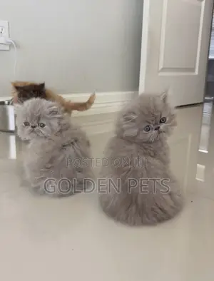 1-3 months Male Purebred Persian
