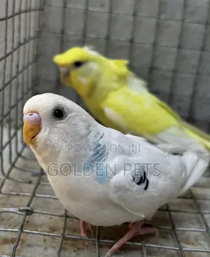 Healthy Budgies Available