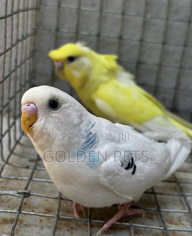 Healthy Budgies Available - main view