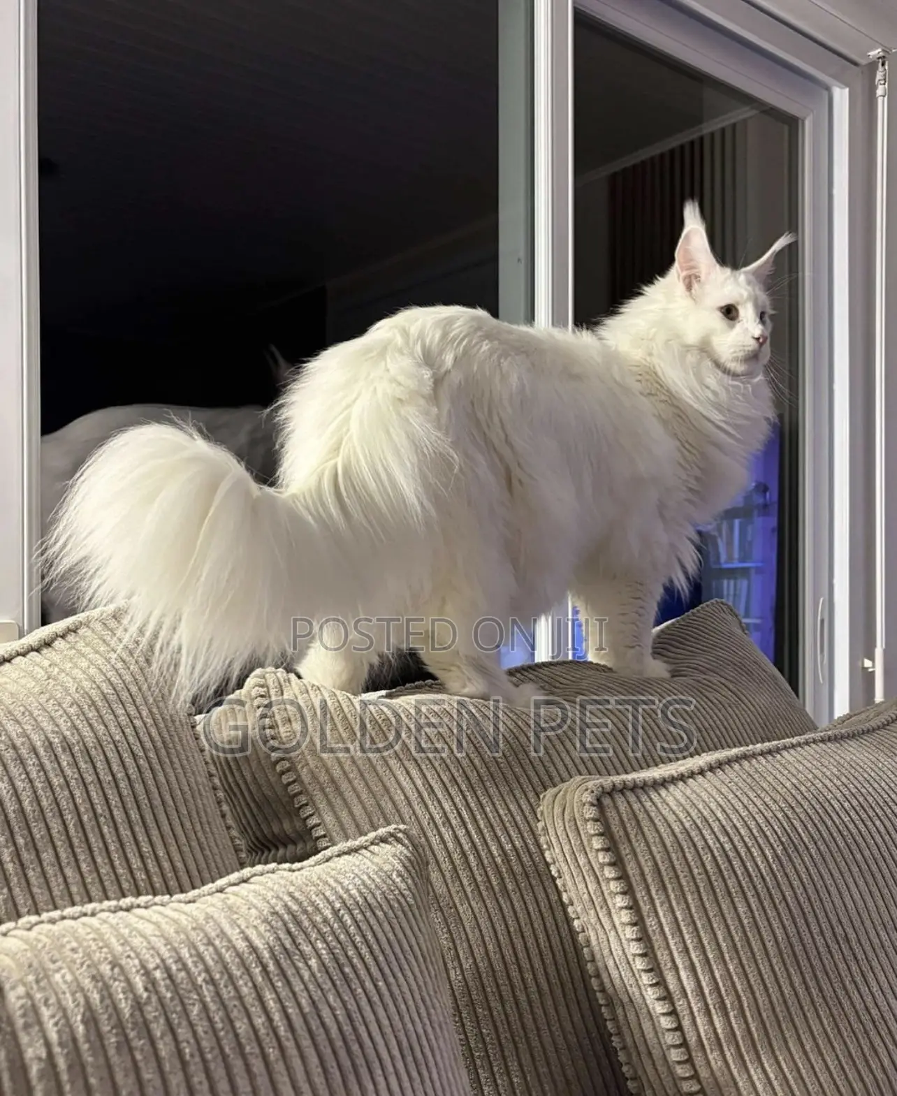 1+ year Male Purebred Maine Coon