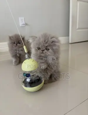 1-3 months Male Purebred Persian