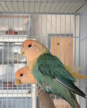 Lovebirds Available