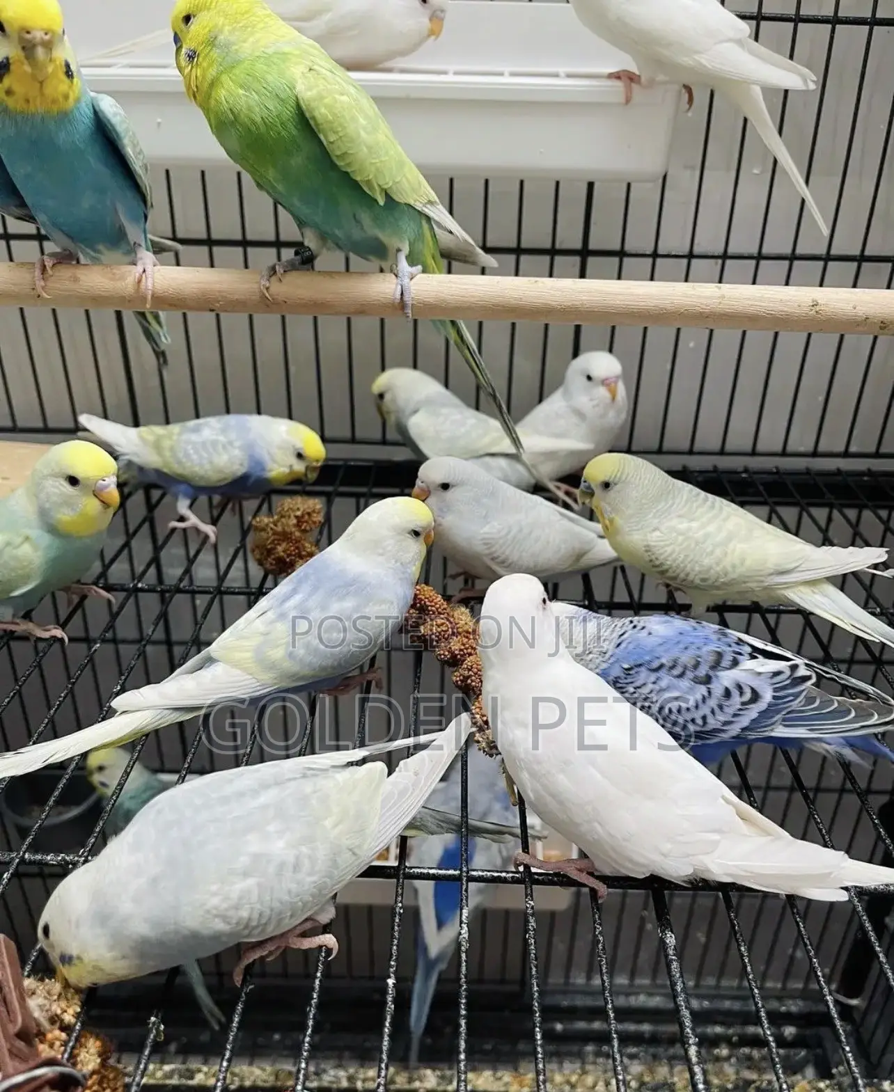 Budgies Available