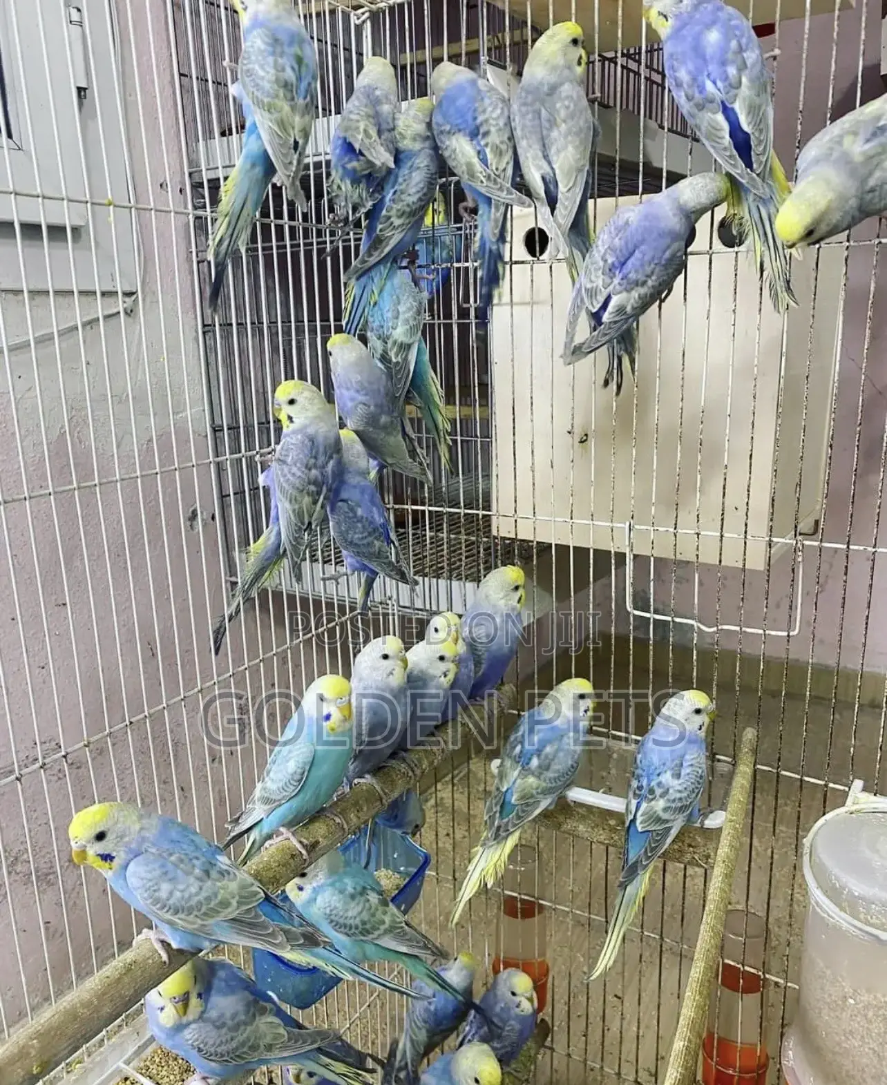 Colorful Budgies