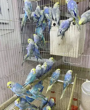 Colorful Budgies