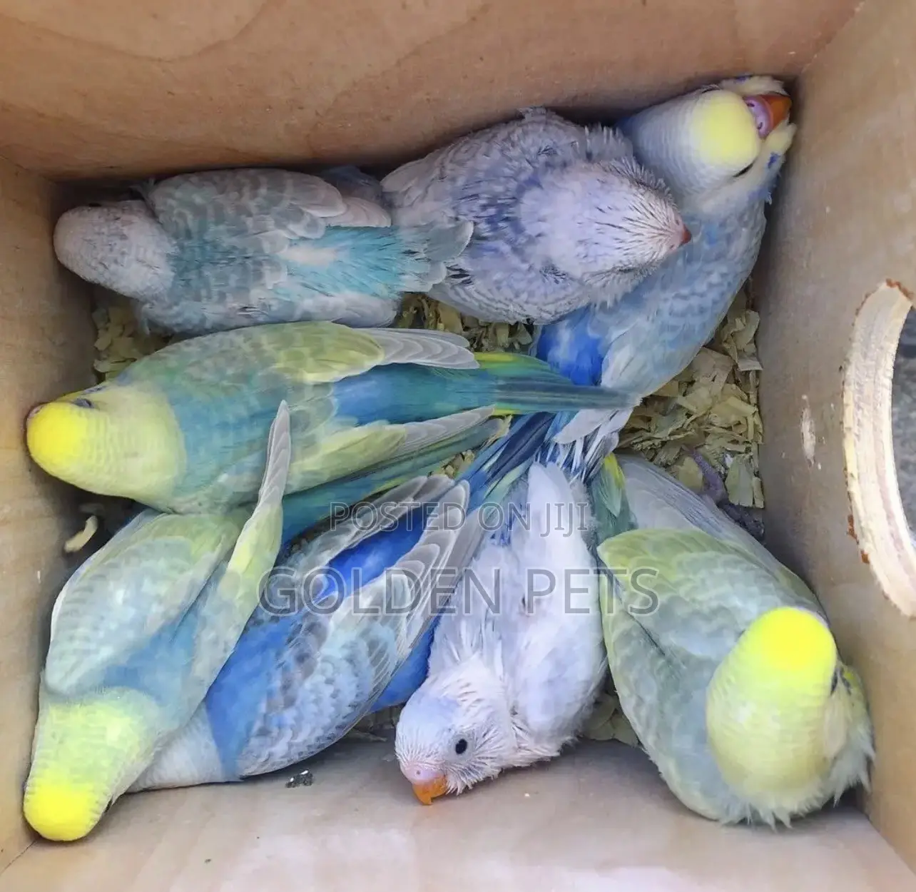 Colorful Healthy Budgies