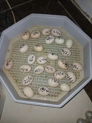 Brahma Eggs