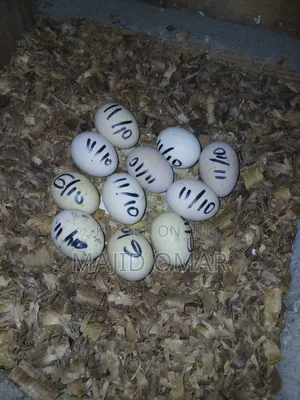 Brahma Eggs