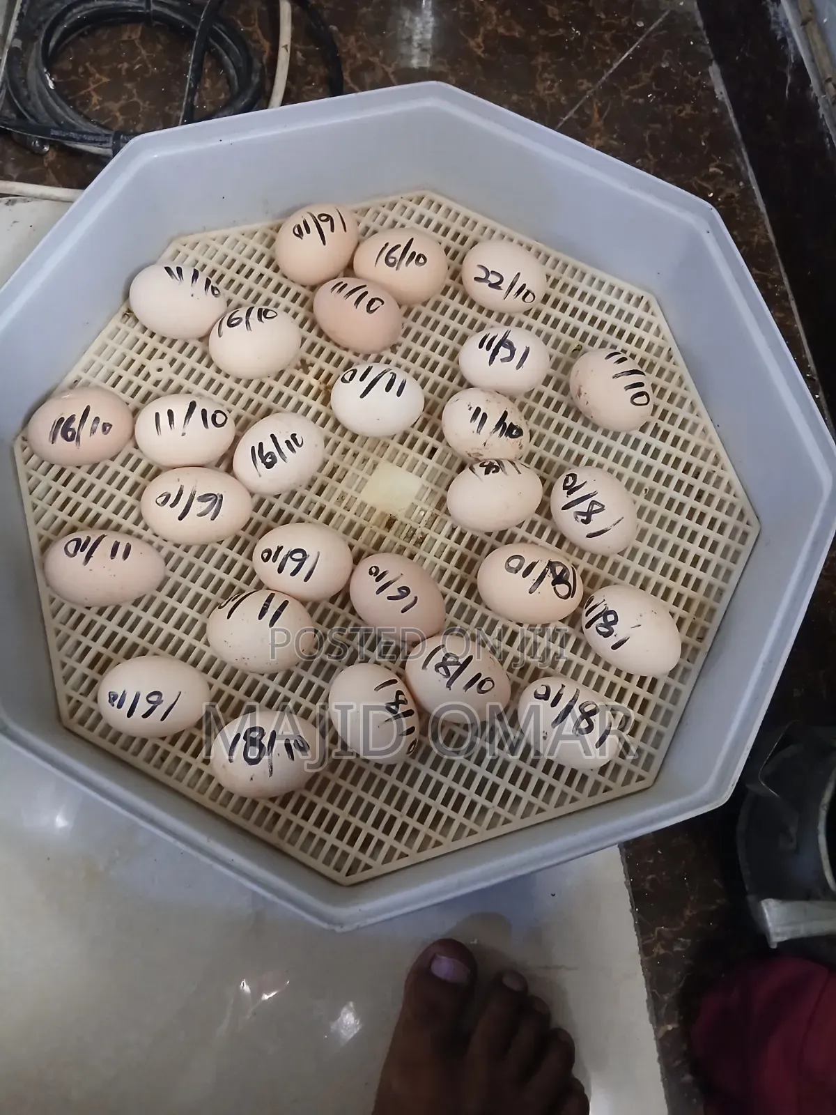 Brahma Eggs