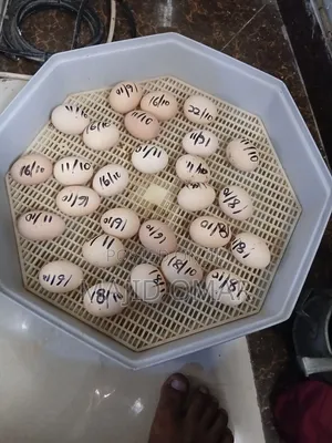 Brahma Eggs