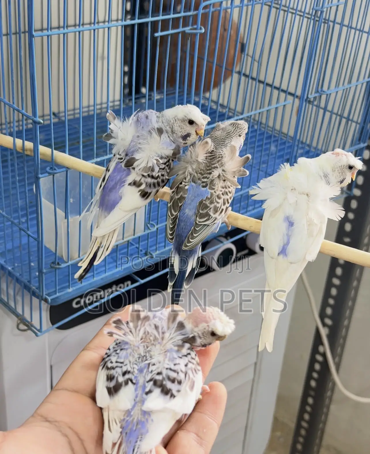 Flower Budgies Available