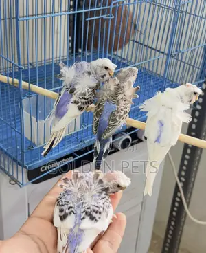 Flower Budgies Available