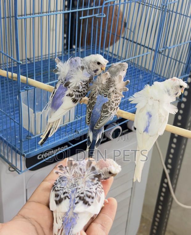 Flower Budgies Available - main view