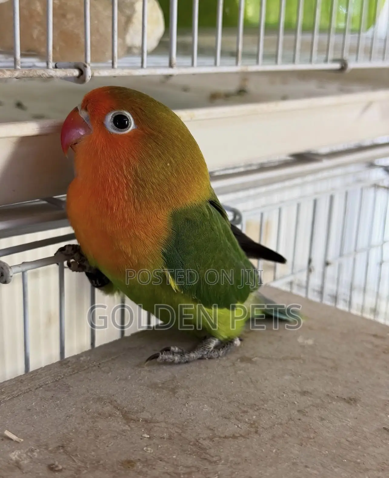 Lovebirds Available 2k Each