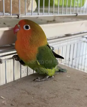 Lovebirds Available 2k Each