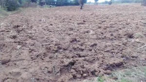 Penthouse Agri Lands