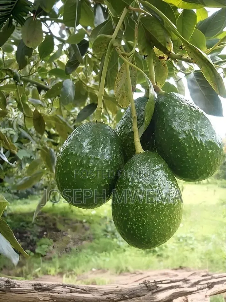 Penthouse Agri Lands