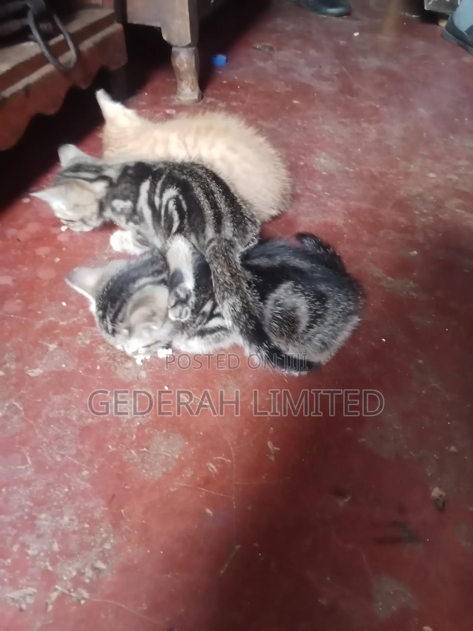 1-3 months Female Mixed Breed Cat