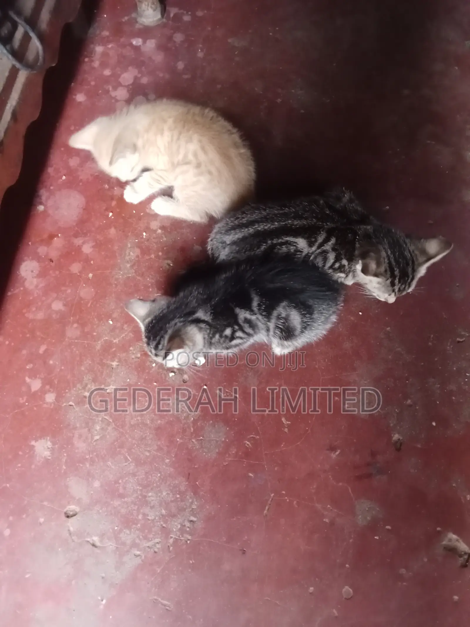 1-3 months Female Mixed Breed Cat