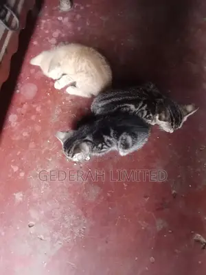 1-3 months Female Mixed Breed Cat