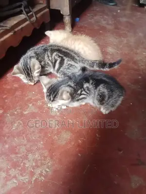 1-3 months Female Mixed Breed Cat