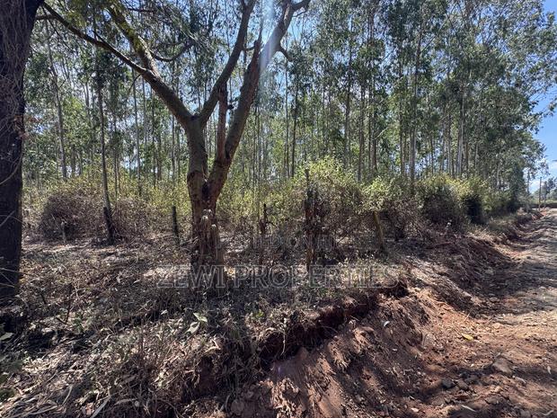 Half Acre Chavara Kibiku - thumbnail 5