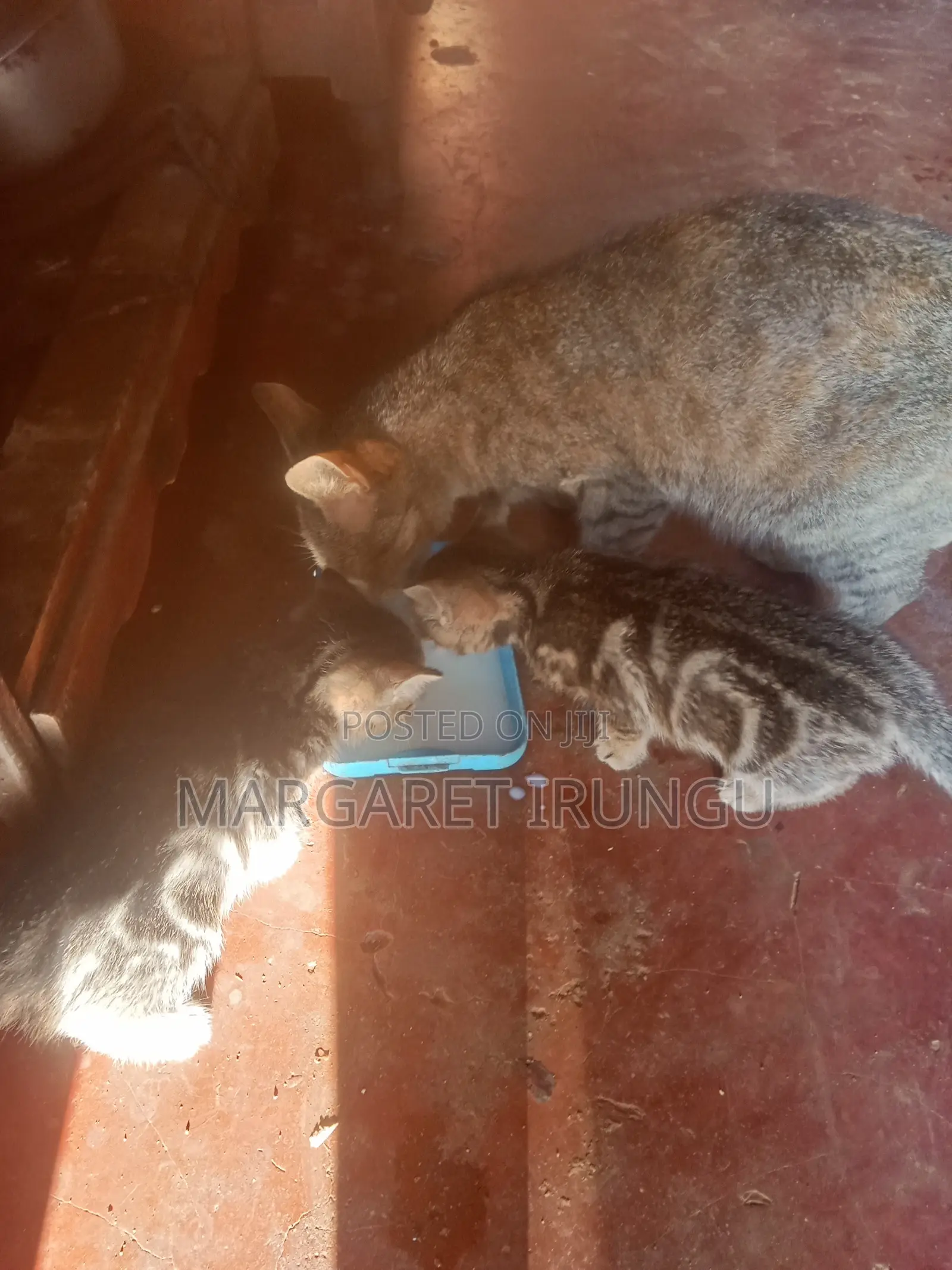 1-3 months Female Mixed Breed Cat