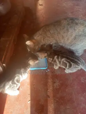 1-3 months Female Mixed Breed Cat