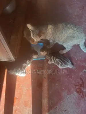 1-3 months Female Mixed Breed Cat