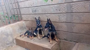 3-6 months Female Purebred German Shepherd
