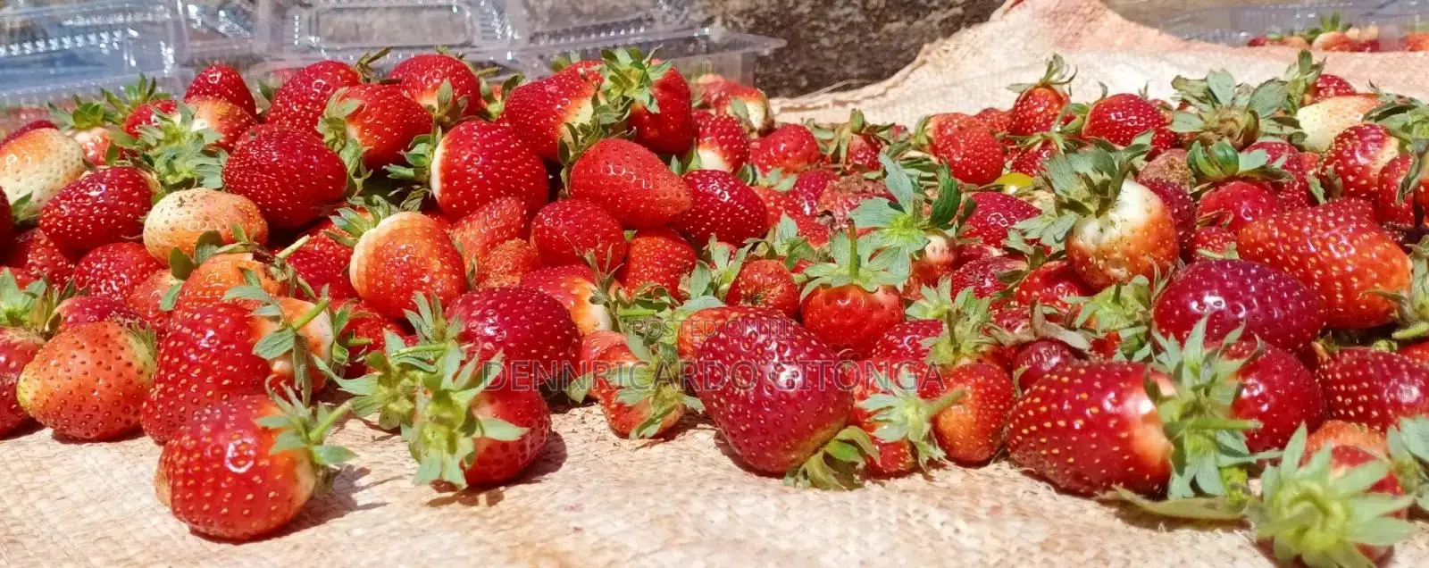 Organic Strawberry Fruits