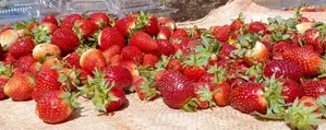Organic Strawberry Fruits