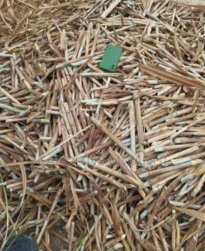 Pakchong (Super Napier)